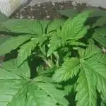 Banana purple punch auto