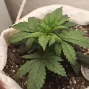 Banana purple punch auto