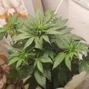 Banana purple punch auto