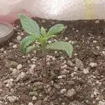 Banana purple punch auto