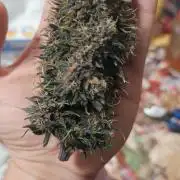 Banana purple punch auto