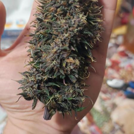 Banana purple punch auto