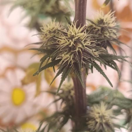 Banana purple punch auto