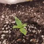 Banana purple punch auto