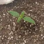 Banana purple punch auto