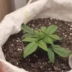 Banana purple punch auto