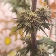 Banana purple punch auto