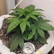 Banana purple punch auto