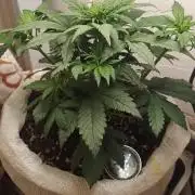 Banana purple punch auto