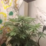 Banana purple punch auto