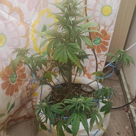 Banana purple punch auto