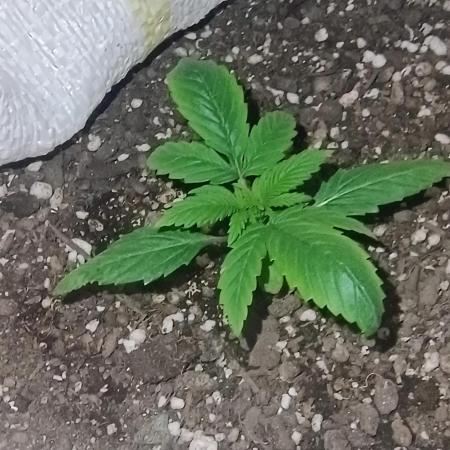 Banana purple punch auto