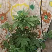 Banana purple punch auto