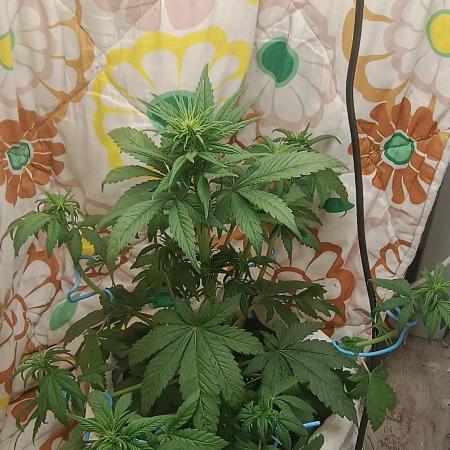 Banana purple punch auto