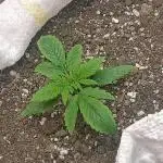 Banana purple punch auto