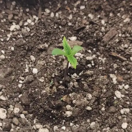 Banana purple punch auto