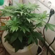 Banana purple punch auto