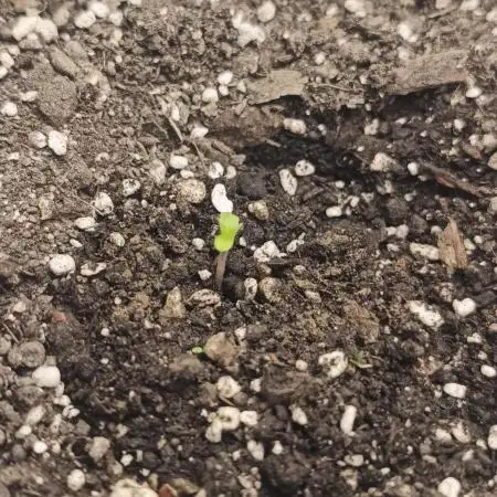 Banana purple punch auto