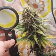 Banana purple punch auto