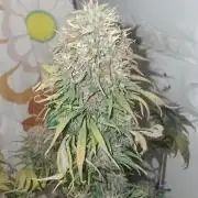 Banana purple punch auto