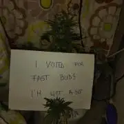 Banana purple punch auto