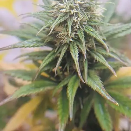 Banana purple punch auto