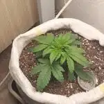 Banana purple punch auto