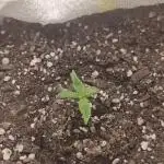 Banana purple punch auto