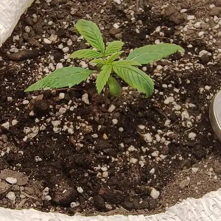 Banana purple punch auto