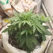 Banana purple punch auto