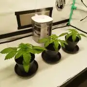 Back 2 Future (Bud Voyage)