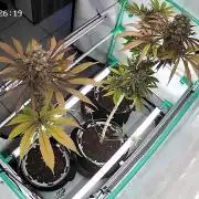Back 2 Future (Bud Voyage)
