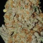 Gushers Cali Weed seeds 