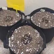 Sour diesel, green crack auto, 1st grow