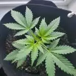 Pineapple Express Auto 