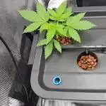1st grow