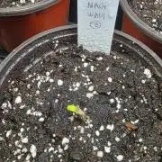 Pure Nirvana Photo Grow