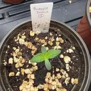 Pure Nirvana Photo Grow