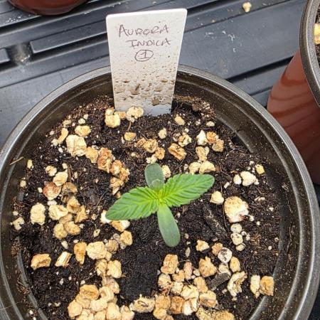 Pure Nirvana Photo Grow