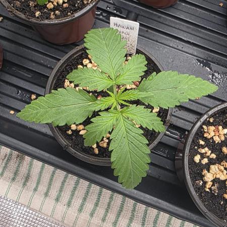 Pure Nirvana Photo Grow