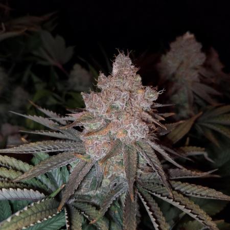 Bad microgrow