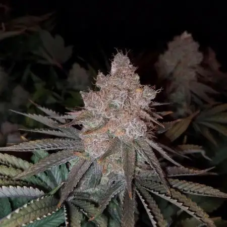 Bad microgrow