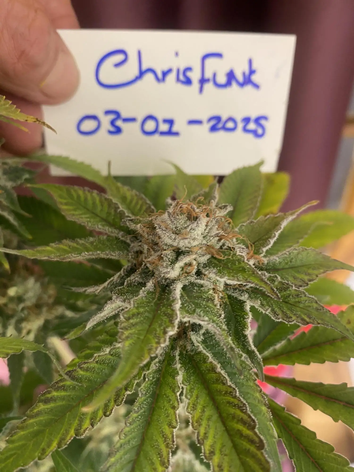 Lucky Getページ Bee Lucky | Vermont Lottery