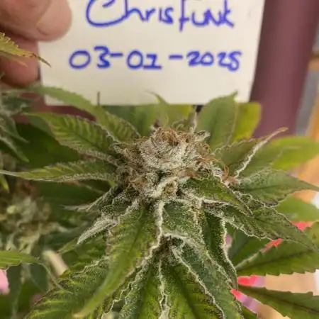 First Autopot Run