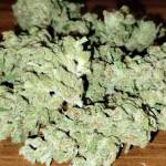 Guerilla Cookies Auto Fastbuds 