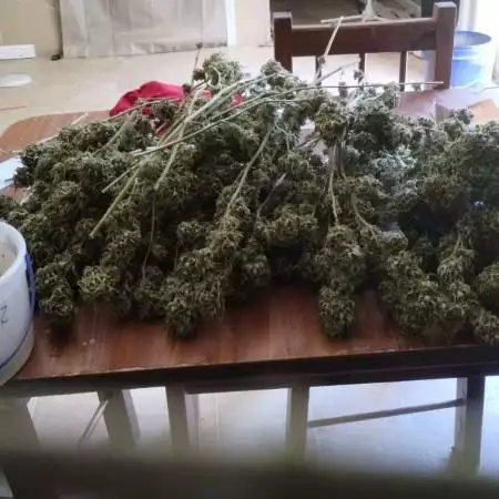 Snow Panda Strain Info / Snow Panda Weed By Atlas Seed - GrowDiaries