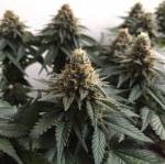 5x unknown Indica's (CNNBS test)