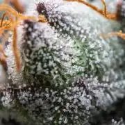 Cookies Gelato🍪🍦