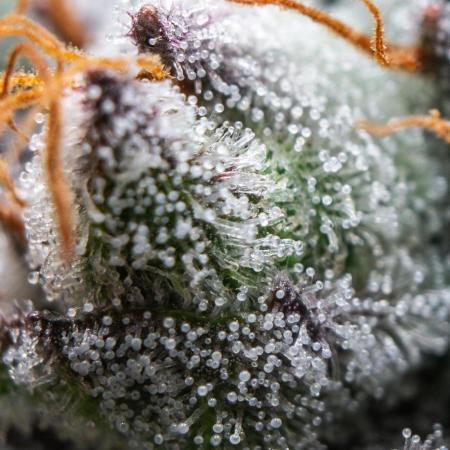 Cookies Gelato🍪🍦