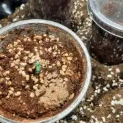 2nd Grow